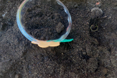 IMG_20230605_141519080_BURST022